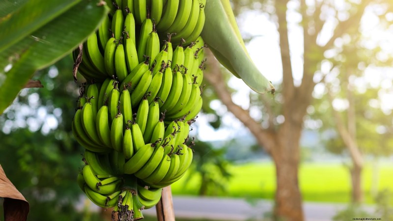 Plant, Grow, and Care for Dwarf Cavendish Banana Trees: A Comprehensive Guide