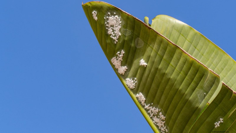 Plant, Grow, and Care for Dwarf Cavendish Banana Trees: A Comprehensive Guide