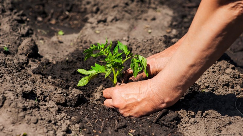 Which Tomato Transplanting Method Works Best? Expert‑Backed Guide
