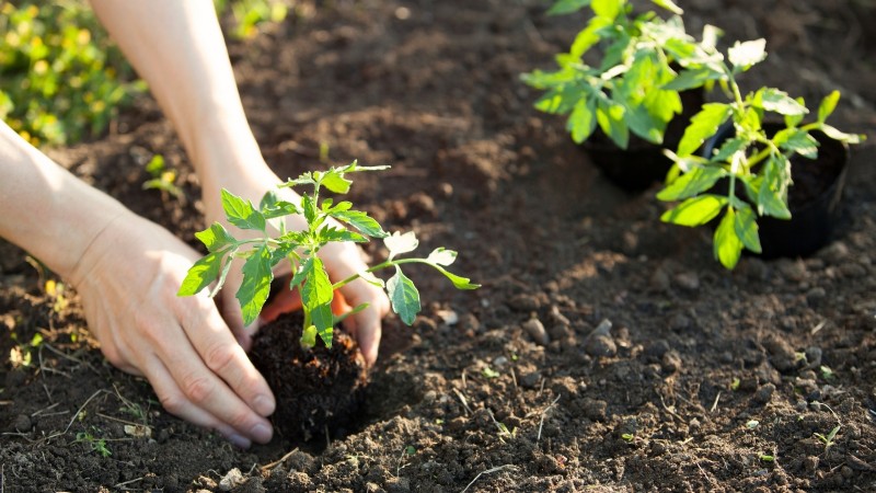 Which Tomato Transplanting Method Works Best? Expert‑Backed Guide