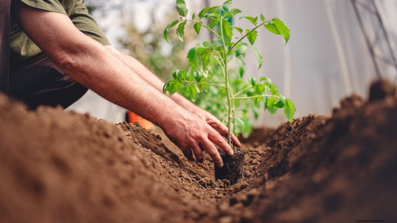 Which Tomato Transplanting Method Works Best? Expert‑Backed Guide