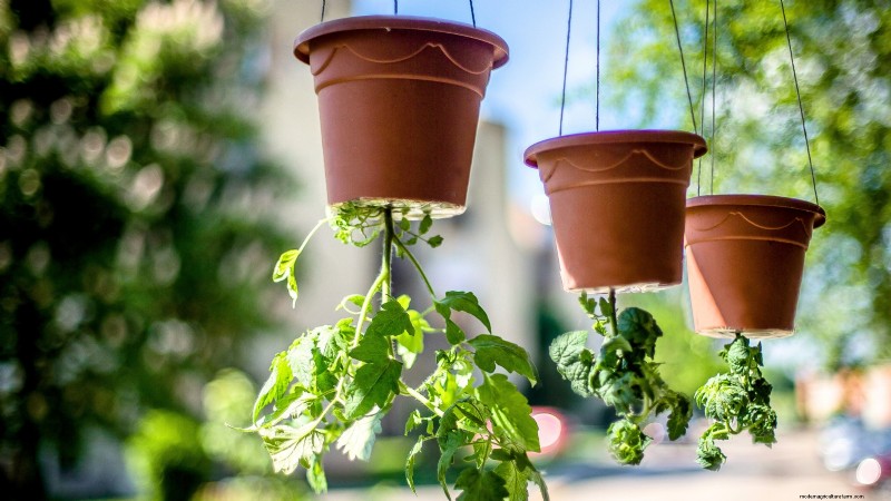 Which Tomato Transplanting Method Works Best? Expert‑Backed Guide