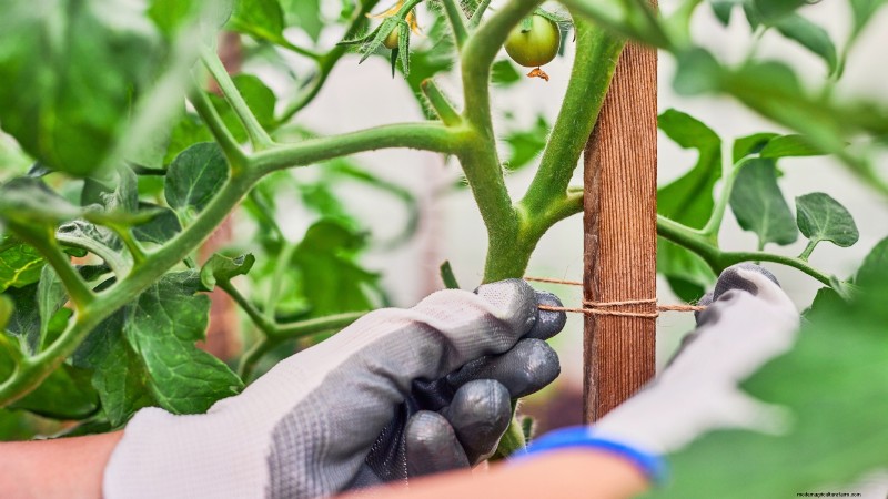 Which Tomato Transplanting Method Works Best? Expert‑Backed Guide