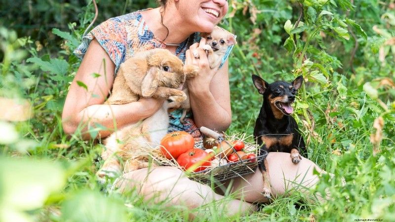 Tomato Plants: Are They Safe for Dogs and Cats?