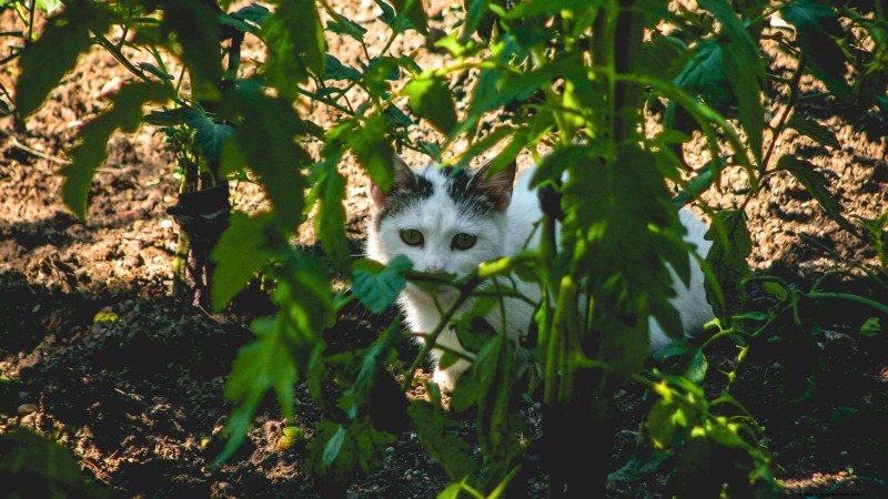 Tomato Plants: Are They Safe for Dogs and Cats?