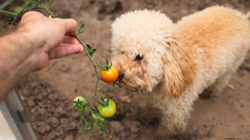 Tomato Plants: Are They Safe for Dogs and Cats?