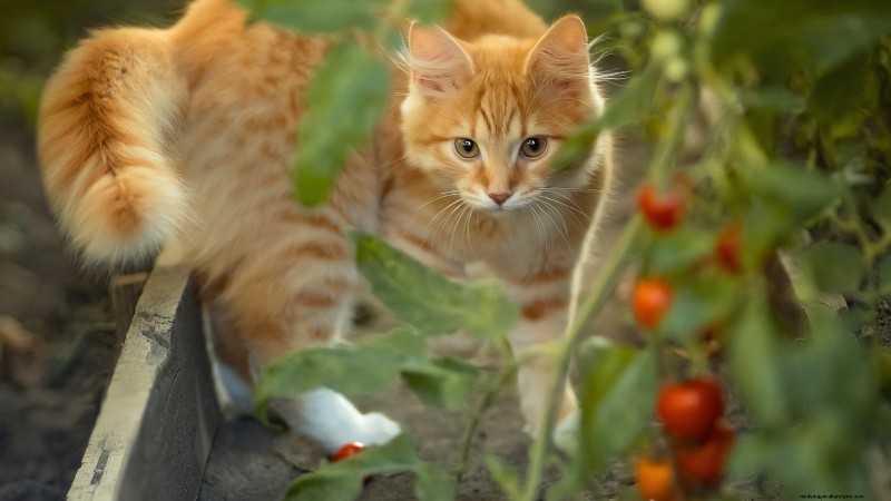 Tomato Plants: Are They Safe for Dogs and Cats?
