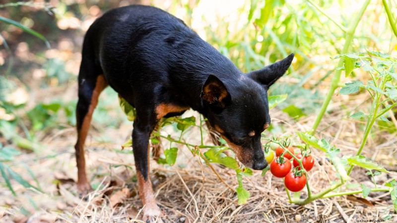 Tomato Plants: Are They Safe for Dogs and Cats?