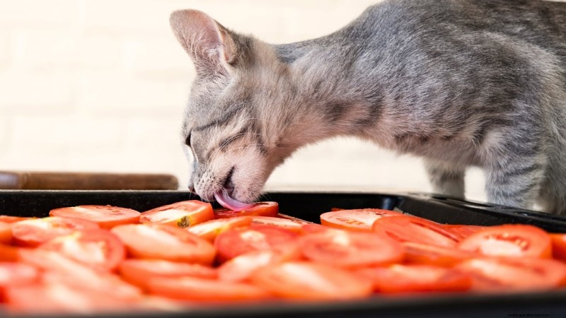 Tomato Plants: Are They Safe for Dogs and Cats?