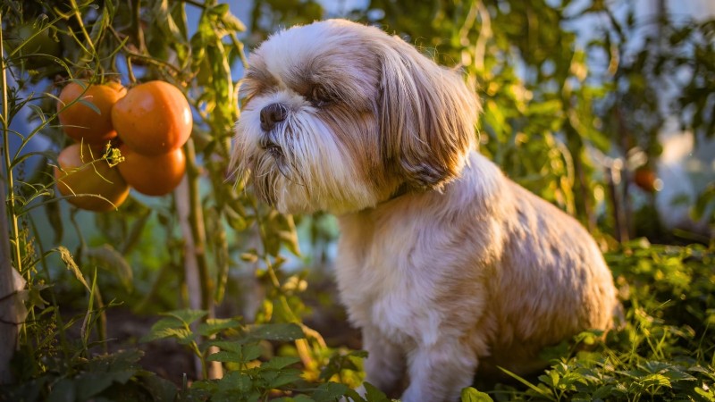 Tomato Plants: Are They Safe for Dogs and Cats?