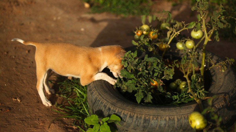 Tomato Plants: Are They Safe for Dogs and Cats?