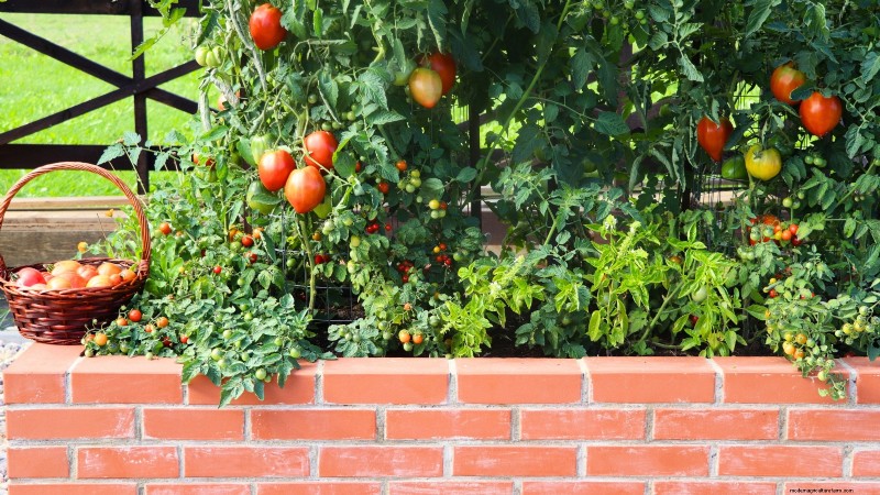 Tomato Plants: Are They Safe for Dogs and Cats?