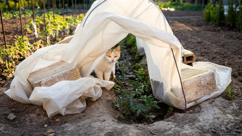 Tomato Plants: Are They Safe for Dogs and Cats?