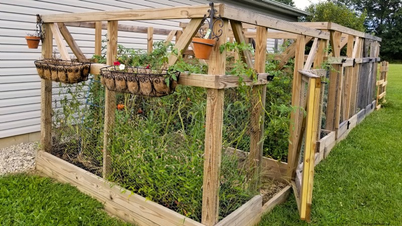 Tomato Plants: Are They Safe for Dogs and Cats?