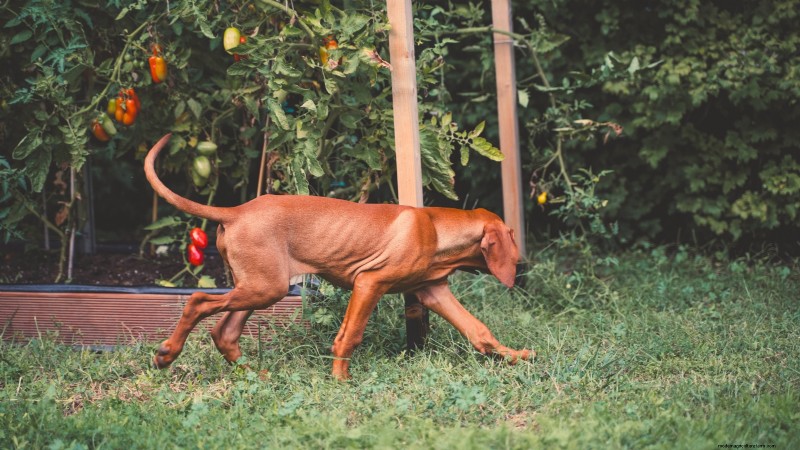 Tomato Plants: Are They Safe for Dogs and Cats?