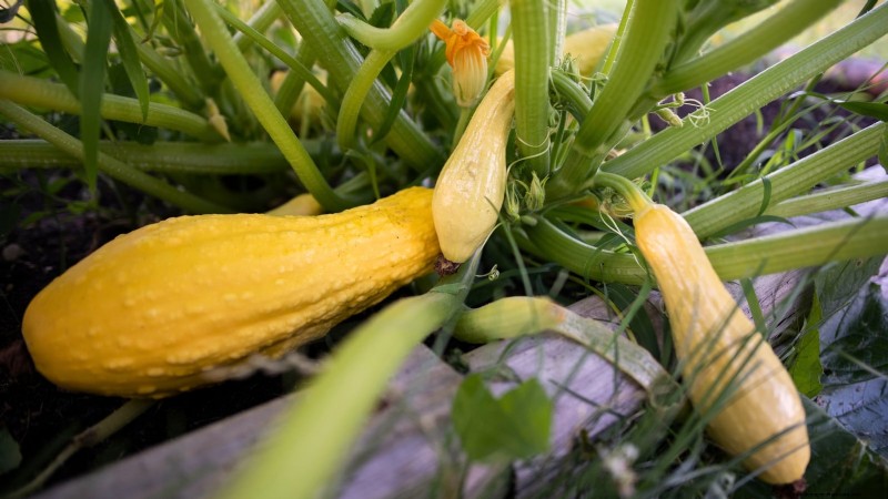 Expert Guide: Growing Squash in Raised Beds with Proven Tips