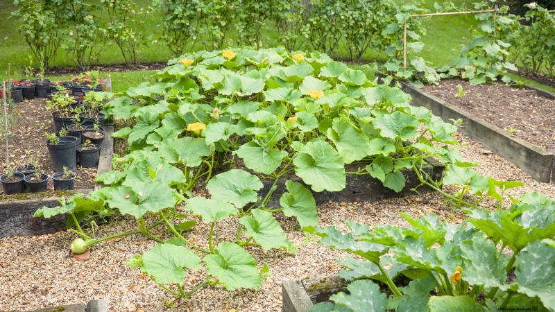 Expert Guide: Growing Squash in Raised Beds with Proven Tips