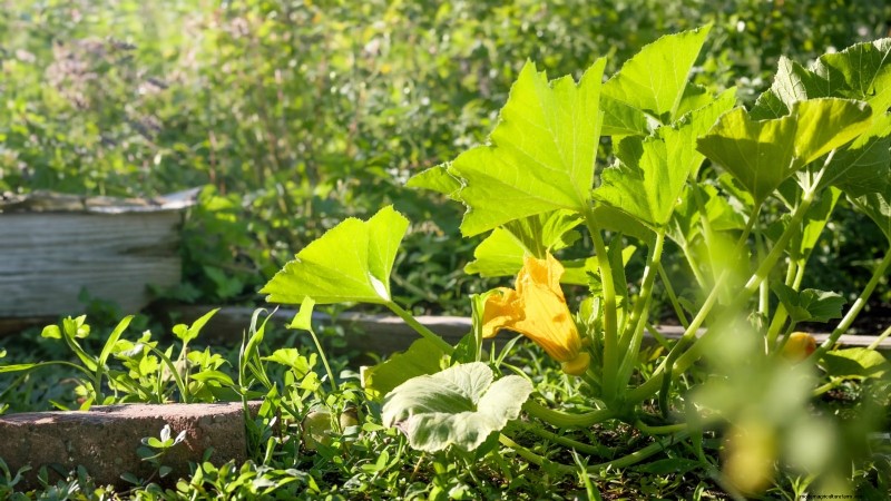 Expert Guide: Growing Squash in Raised Beds with Proven Tips