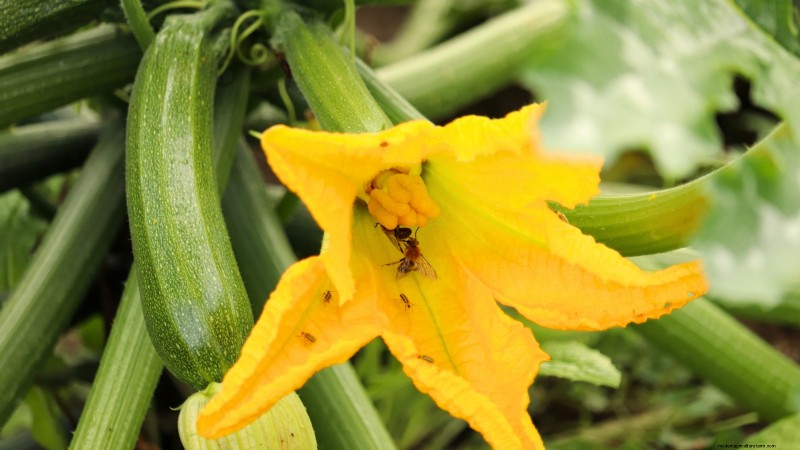 Expert Guide: Growing Squash in Raised Beds with Proven Tips