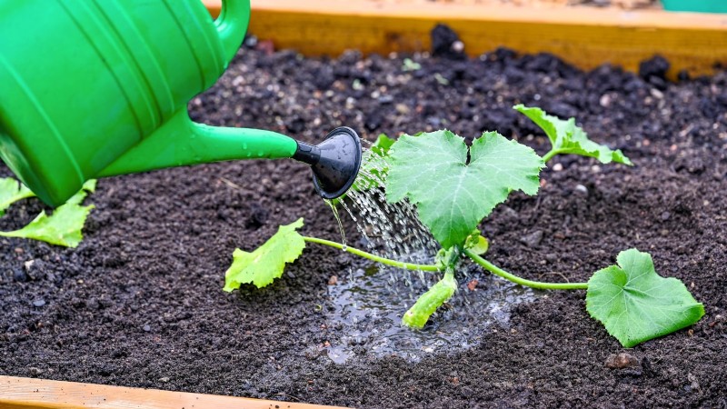 Expert Guide: Growing Squash in Raised Beds with Proven Tips