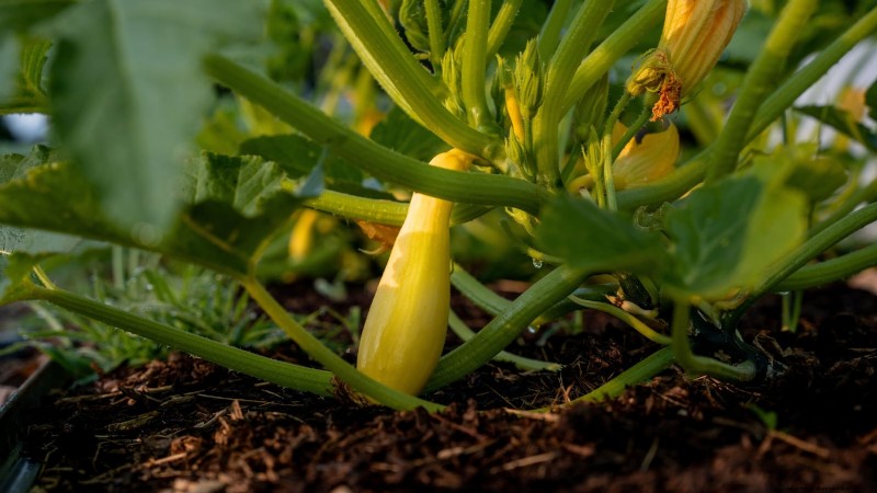 Expert Guide: Growing Squash in Raised Beds with Proven Tips