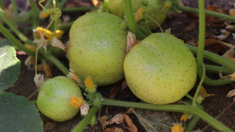 Plant, Grow, and Care for Lemon Cucumbers: Expert Guide