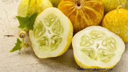 Plant, Grow, and Care for Lemon Cucumbers: Expert Guide