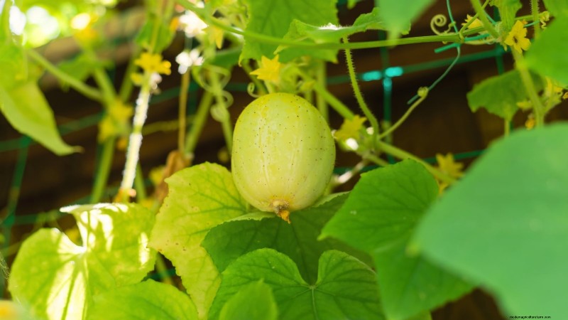 Plant, Grow, and Care for Lemon Cucumbers: Expert Guide