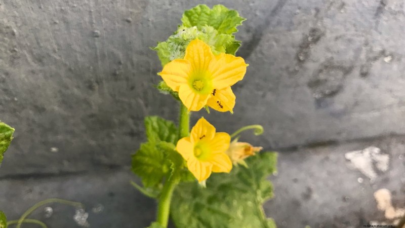 Plant, Grow, and Care for Lemon Cucumbers: Expert Guide