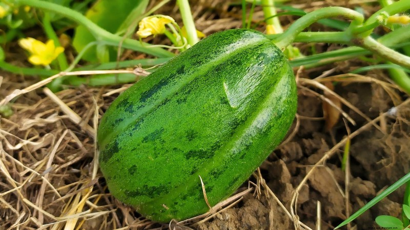 Plant, Grow, and Care for Lemon Cucumbers: Expert Guide