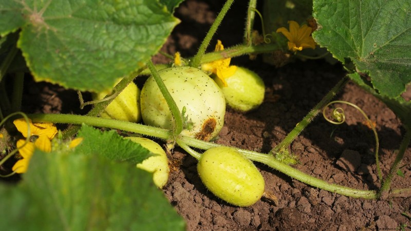 Plant, Grow, and Care for Lemon Cucumbers: Expert Guide