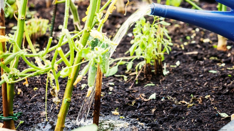 Plant, Grow, and Care for Lemon Cucumbers: Expert Guide