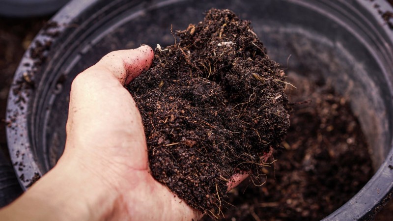 Plant, Grow, and Care for Lemon Cucumbers: Expert Guide