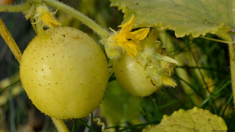Plant, Grow, and Care for Lemon Cucumbers: Expert Guide
