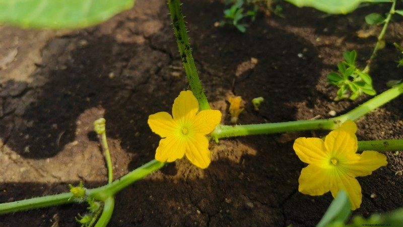 Plant, Grow, and Care for Lemon Cucumbers: Expert Guide