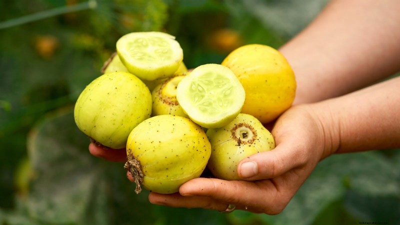 Plant, Grow, and Care for Lemon Cucumbers: Expert Guide