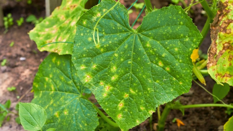 Plant, Grow, and Care for Lemon Cucumbers: Expert Guide