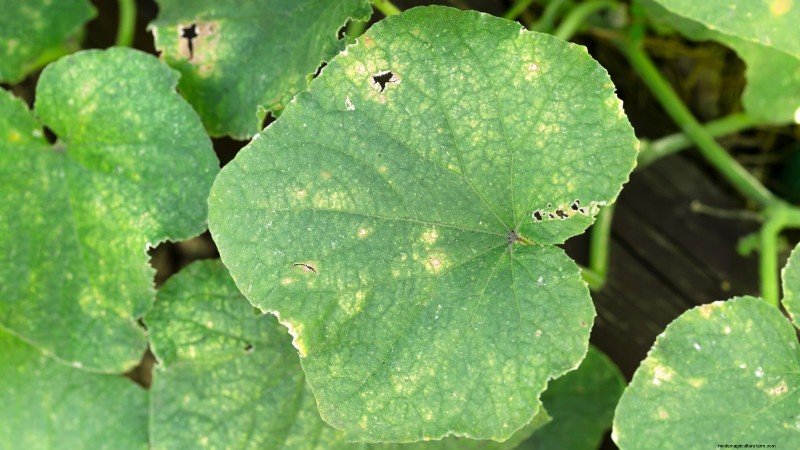Plant, Grow, and Care for Lemon Cucumbers: Expert Guide