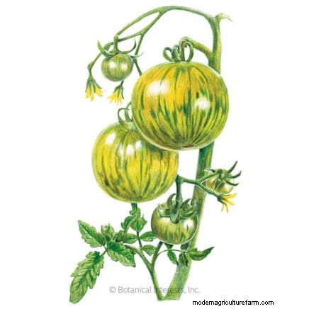 7 Extraordinary Tomato Varieties That Will Transform Your Garden