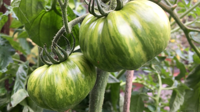 7 Extraordinary Tomato Varieties That Will Transform Your Garden