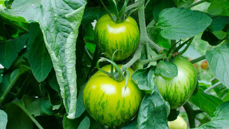 7 Extraordinary Tomato Varieties That Will Transform Your Garden