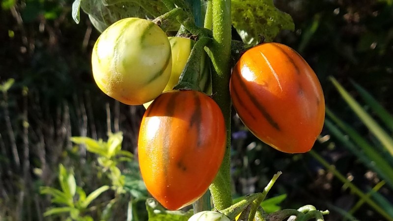 7 Extraordinary Tomato Varieties That Will Transform Your Garden