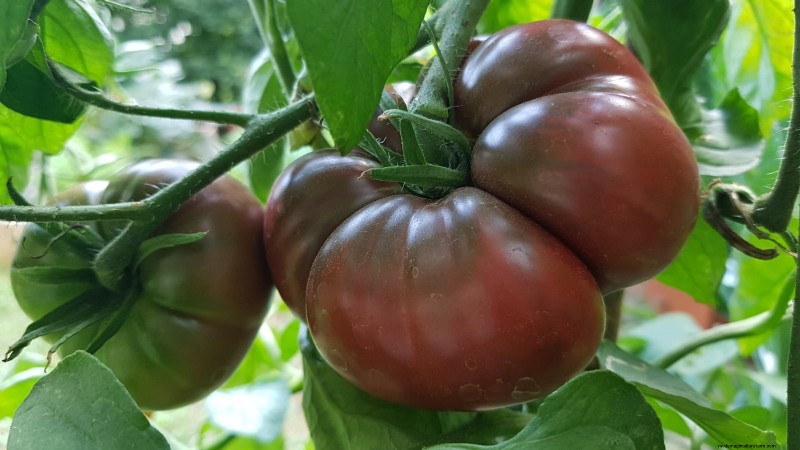 7 Extraordinary Tomato Varieties That Will Transform Your Garden