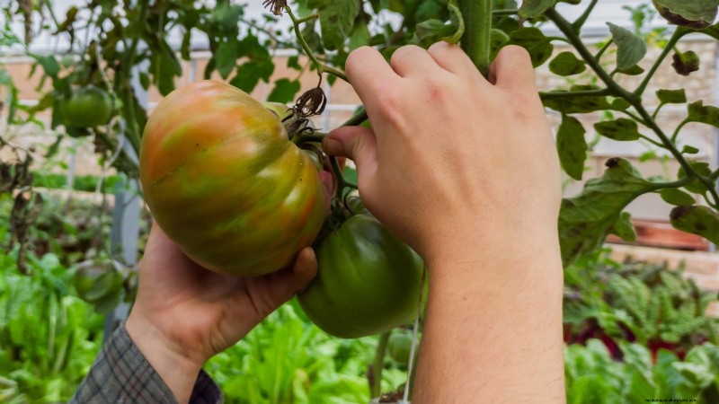 7 Extraordinary Tomato Varieties That Will Transform Your Garden