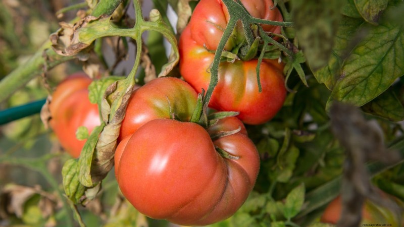 7 Extraordinary Tomato Varieties That Will Transform Your Garden