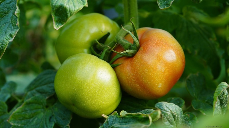 7 Extraordinary Tomato Varieties That Will Transform Your Garden