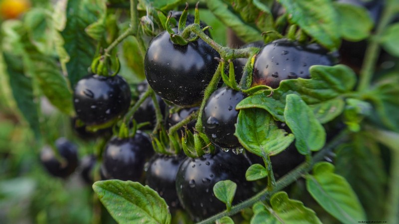 7 Extraordinary Tomato Varieties That Will Transform Your Garden