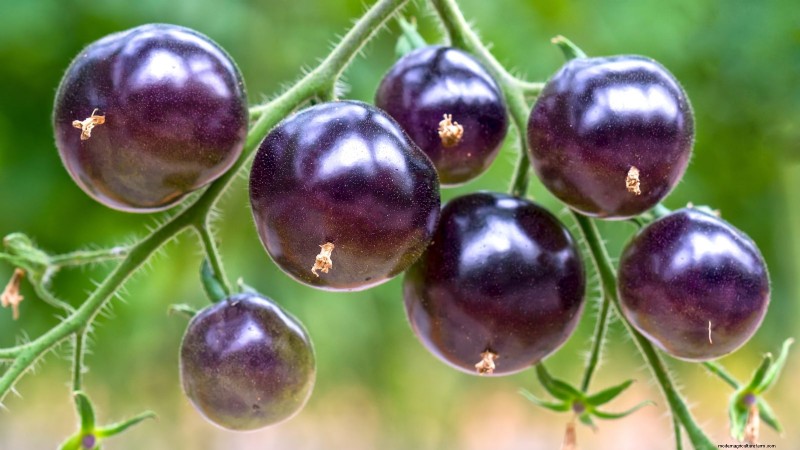 7 Extraordinary Tomato Varieties That Will Transform Your Garden