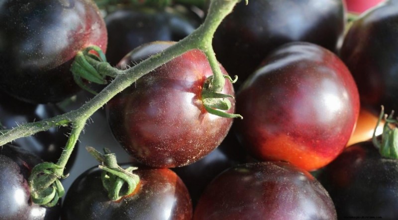 7 Extraordinary Tomato Varieties That Will Transform Your Garden