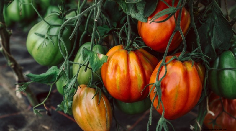7 Extraordinary Tomato Varieties That Will Transform Your Garden